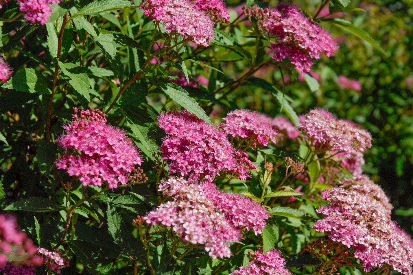 Anthony Waterer Spirea